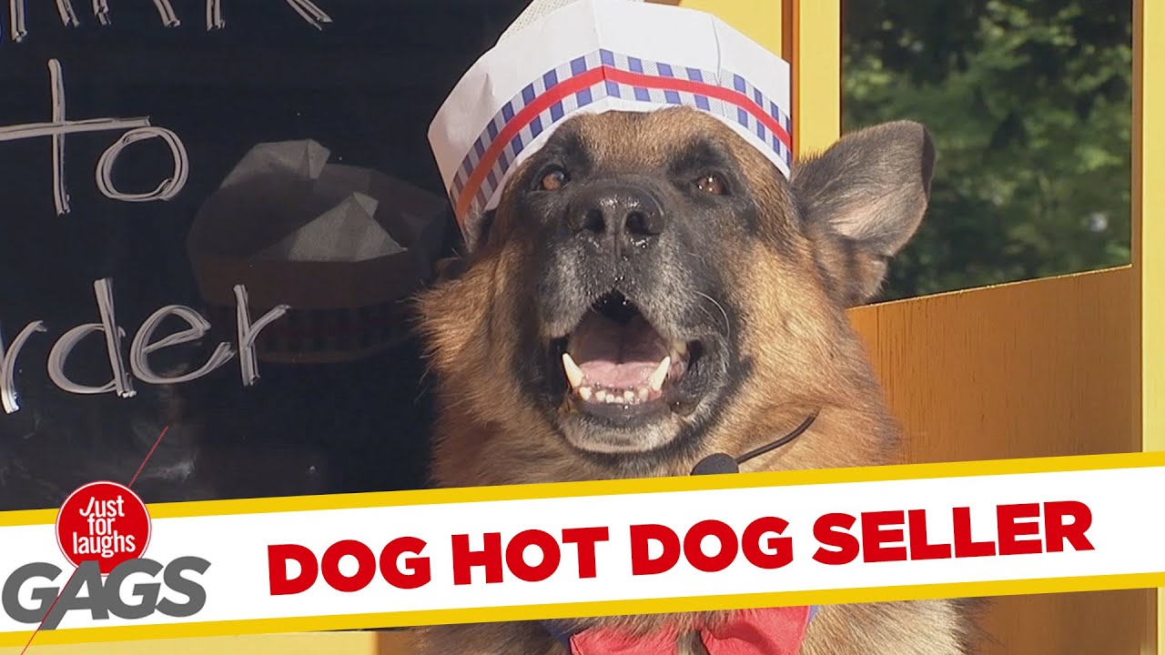 Dog Sells Hot Dogs TOP 10 PRANK